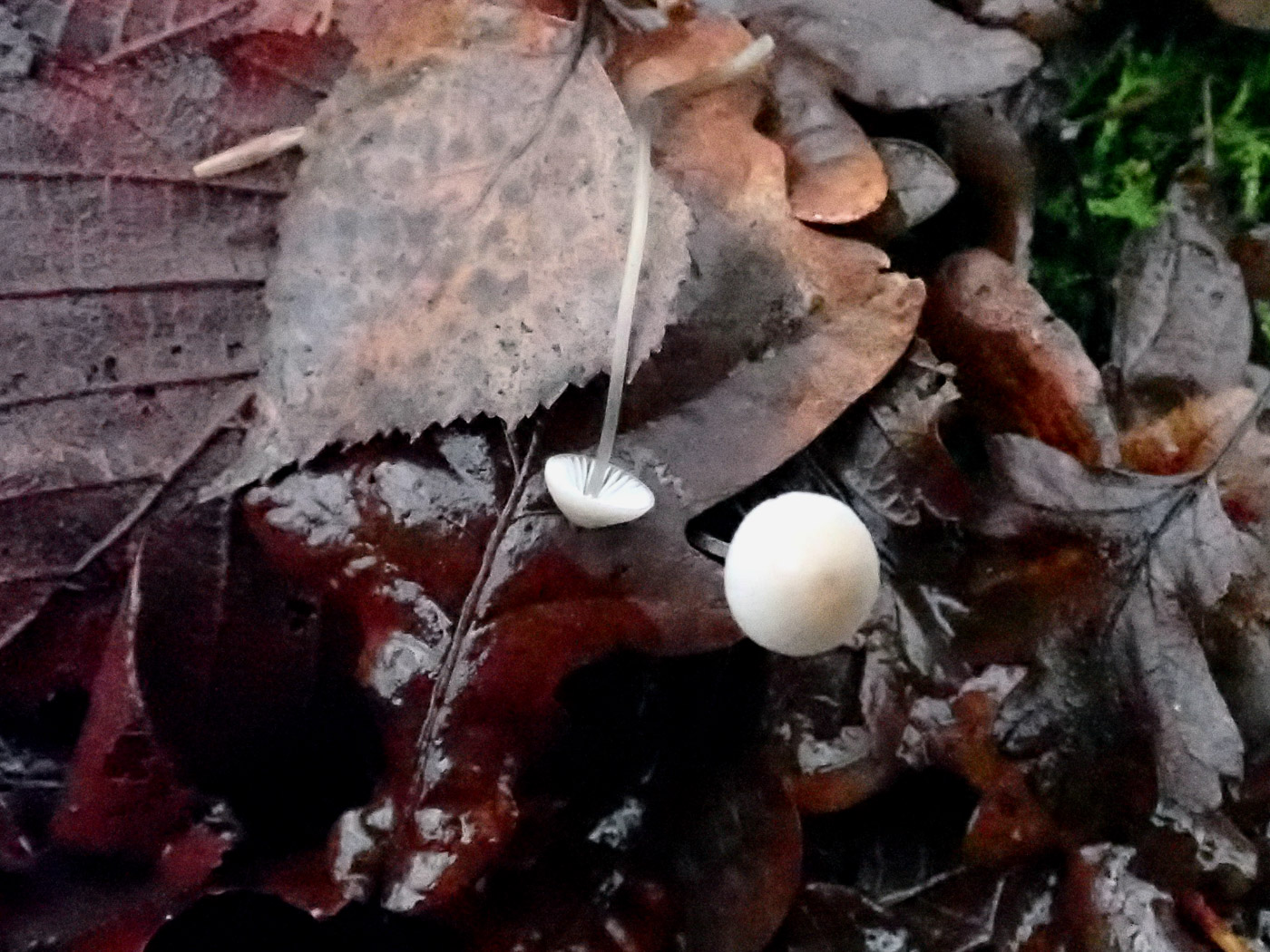 Photo by Penny Cullington Mycena filopes by Penny Cullington
